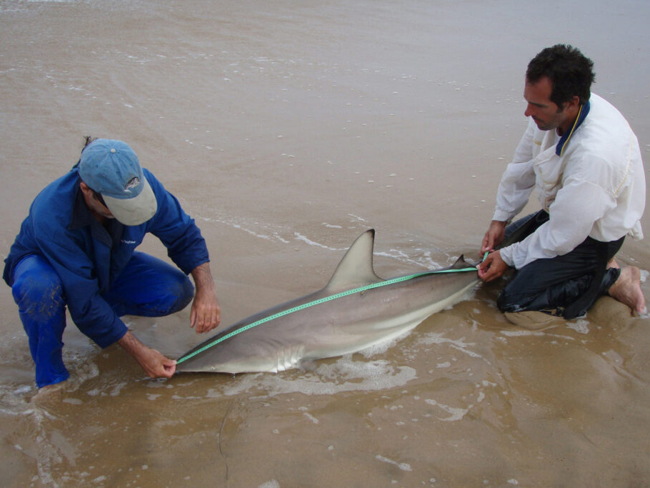 Blacktip-shark-scaled-ORI-1024x683