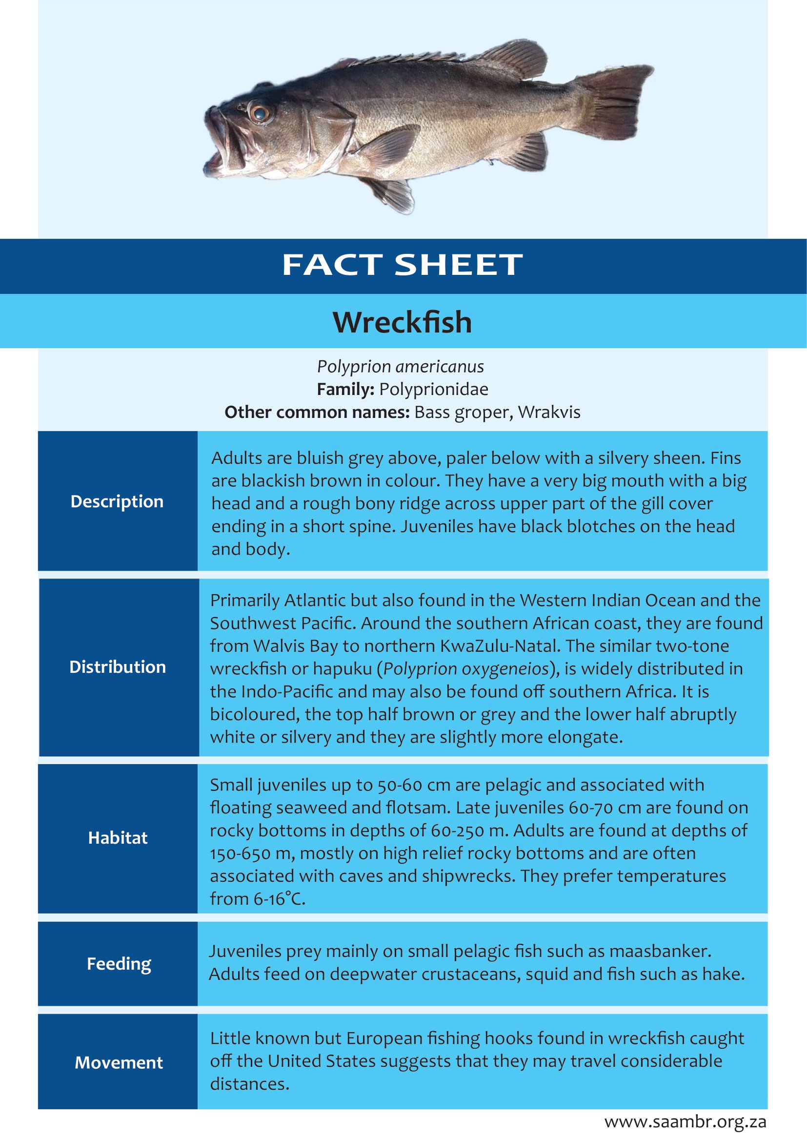 Wreckfish